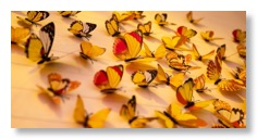 Transformation-Schmetterling-600x300